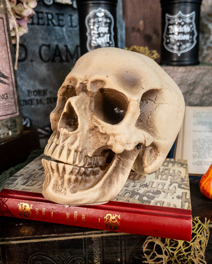 Anthropo Totenkopf