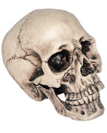 Anthropo Totenkopf