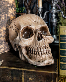 Antique Morbid Relic Skull 17cm