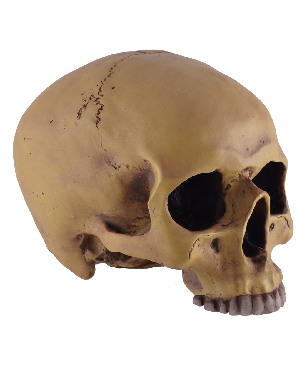 Antique Skull Without Lower Jaw 19cm