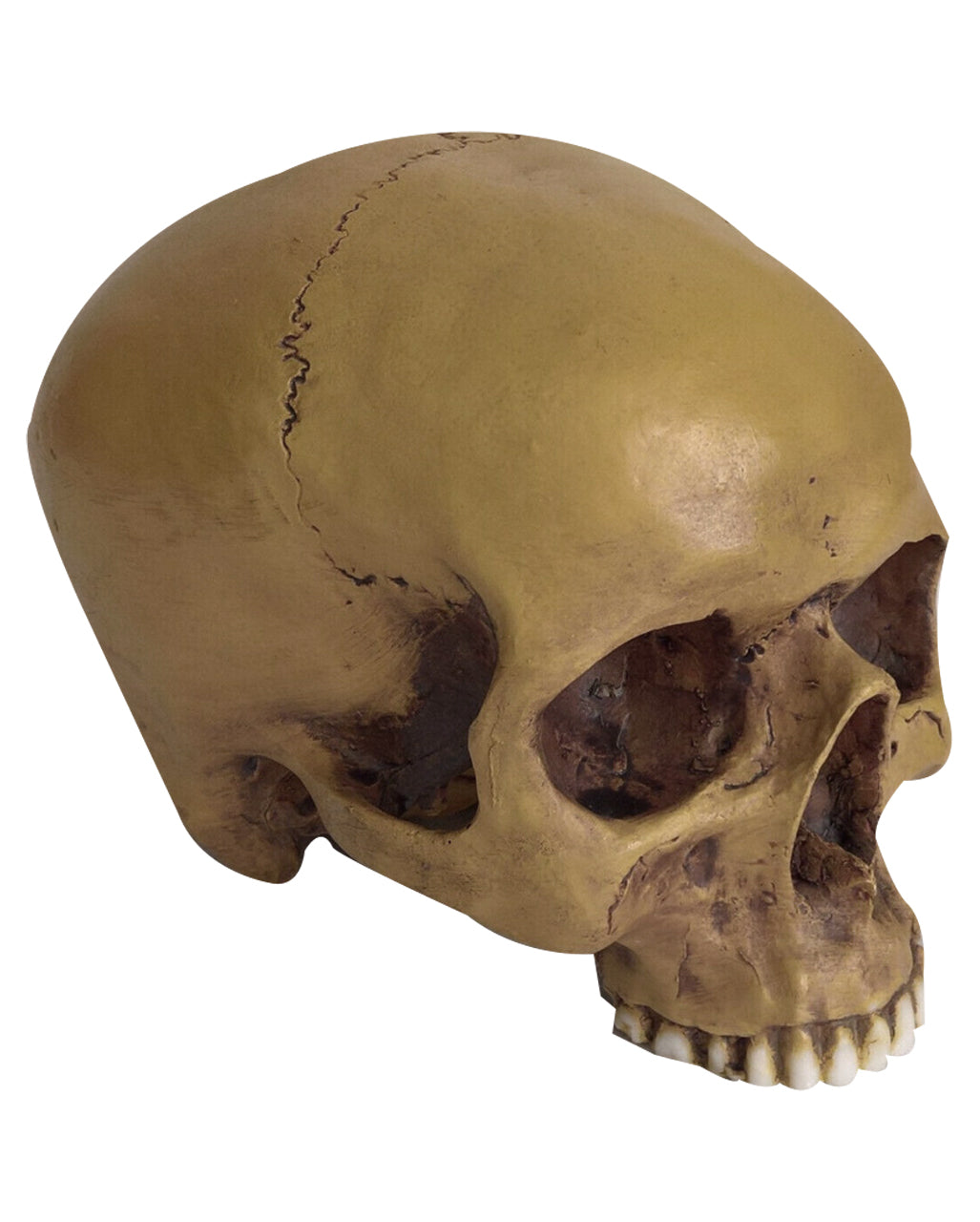 Antique Skull Without Lower Jaw 19cm