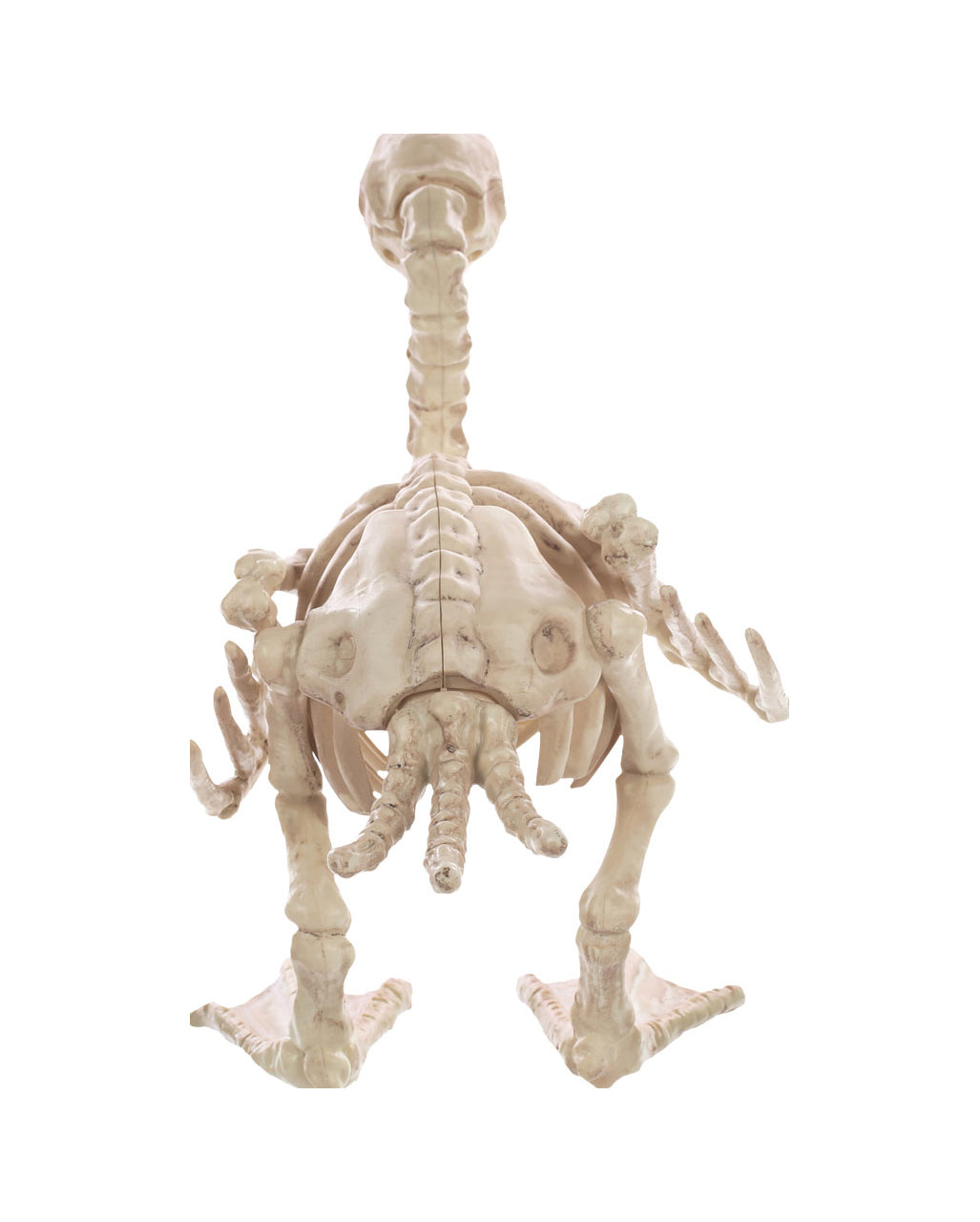 Skelett Baby Ente 19cm