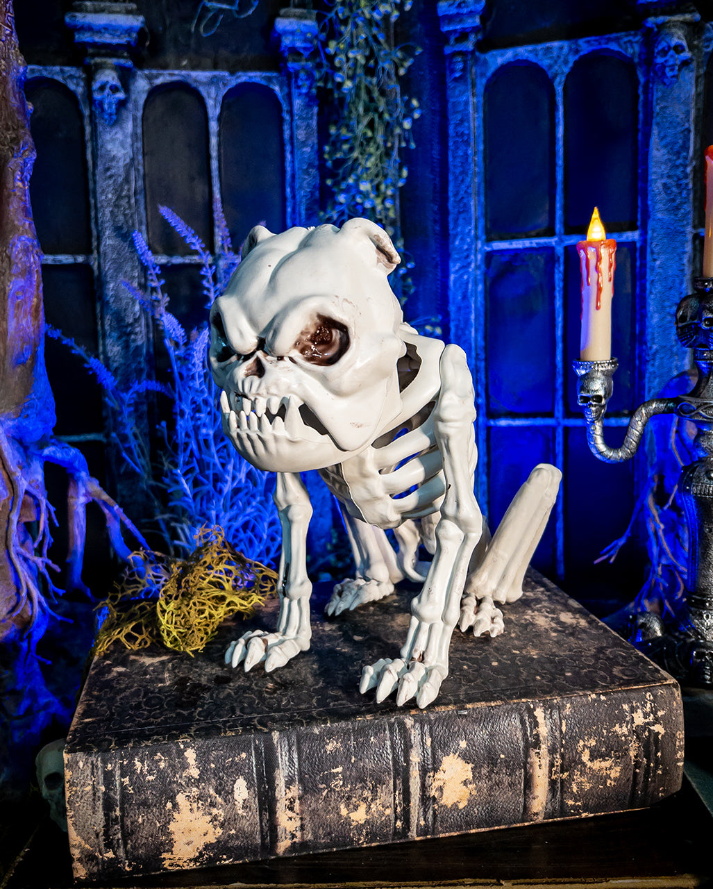 Bulldogge Hundeskelett als Halloween Deko 24cm