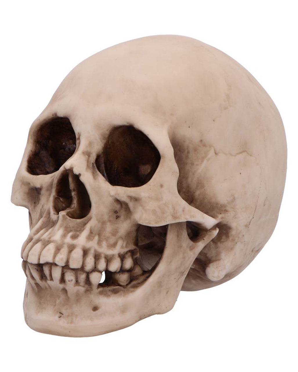 Craniology Totenschädel 16cm