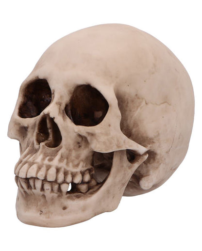 Craniology Totenschädel 16cm