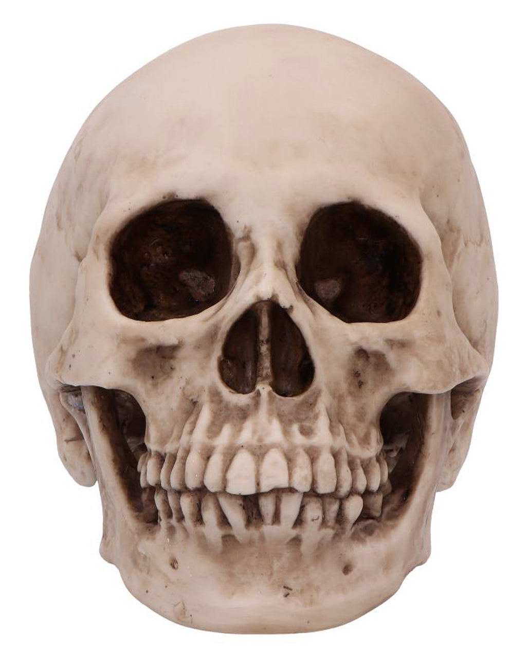 Craniology Totenschädel 16cm