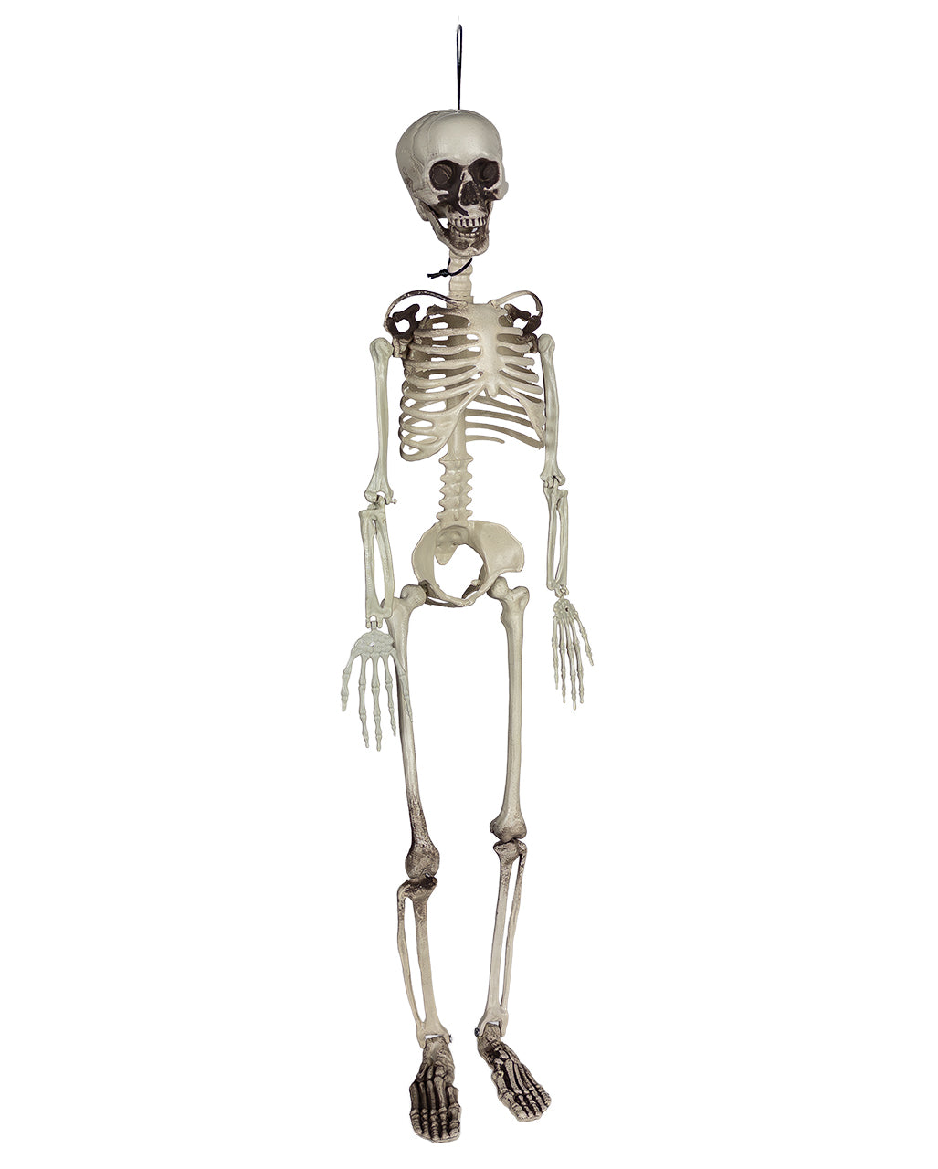Economy Decorative Skeleton 90cm