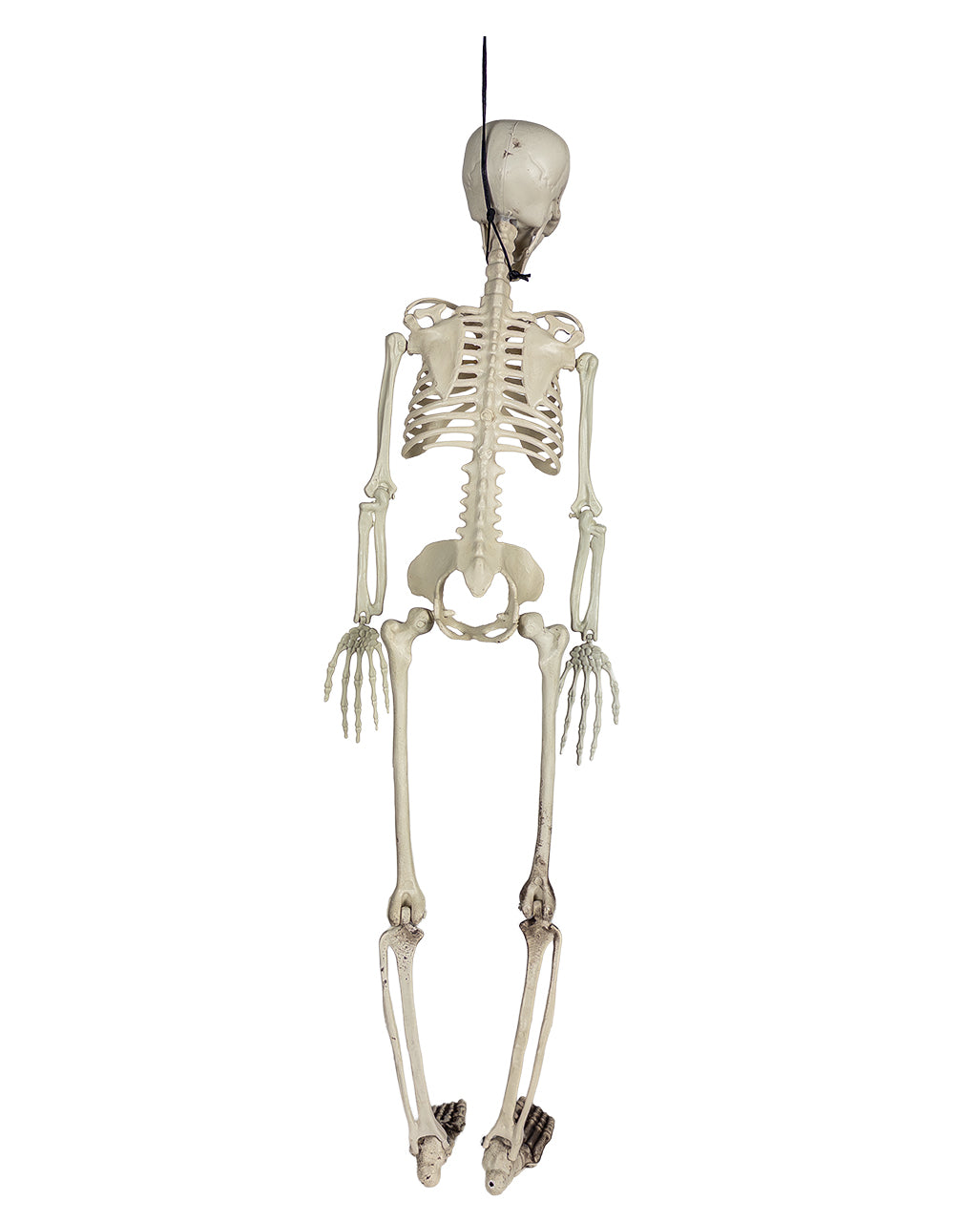 Economy Decorative Skeleton 90cm