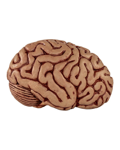 Frisches Gehirn Premium 15cm