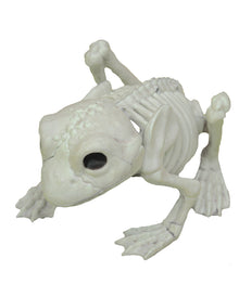 Frosch Skelett 13cm