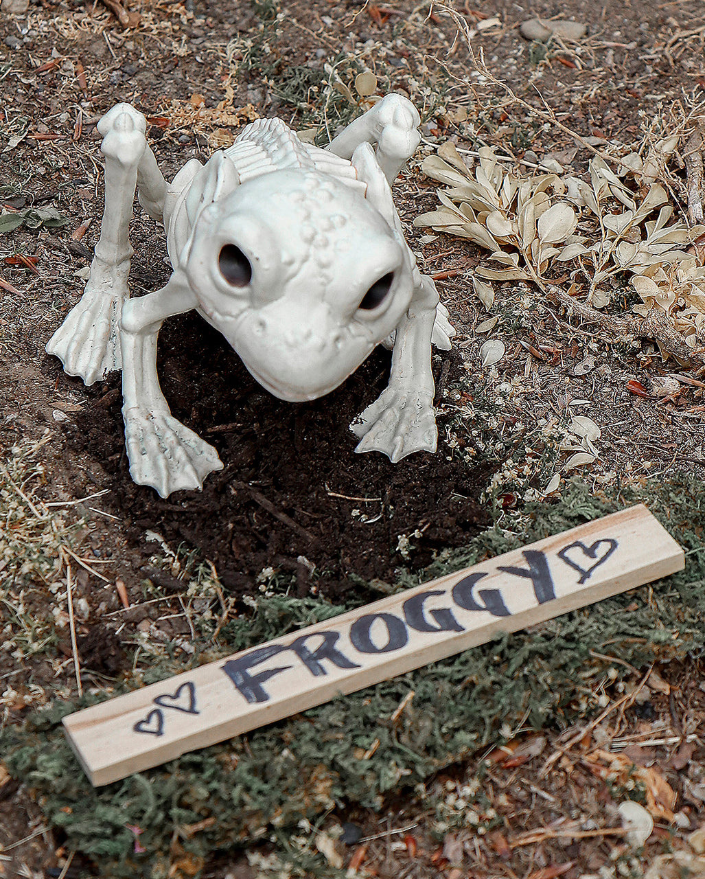Frosch Skelett 13cm