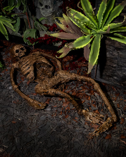 Ganzkörper Moorleiche Skelett 145cm