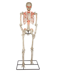 Gigantisches Halloween Skelett 3 Meter