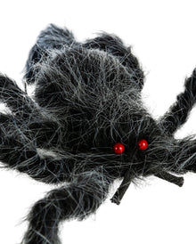 Haarige Spinne Grau-Schwarz Meliert