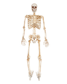 Skelett Figur mit LED Augen 91cm