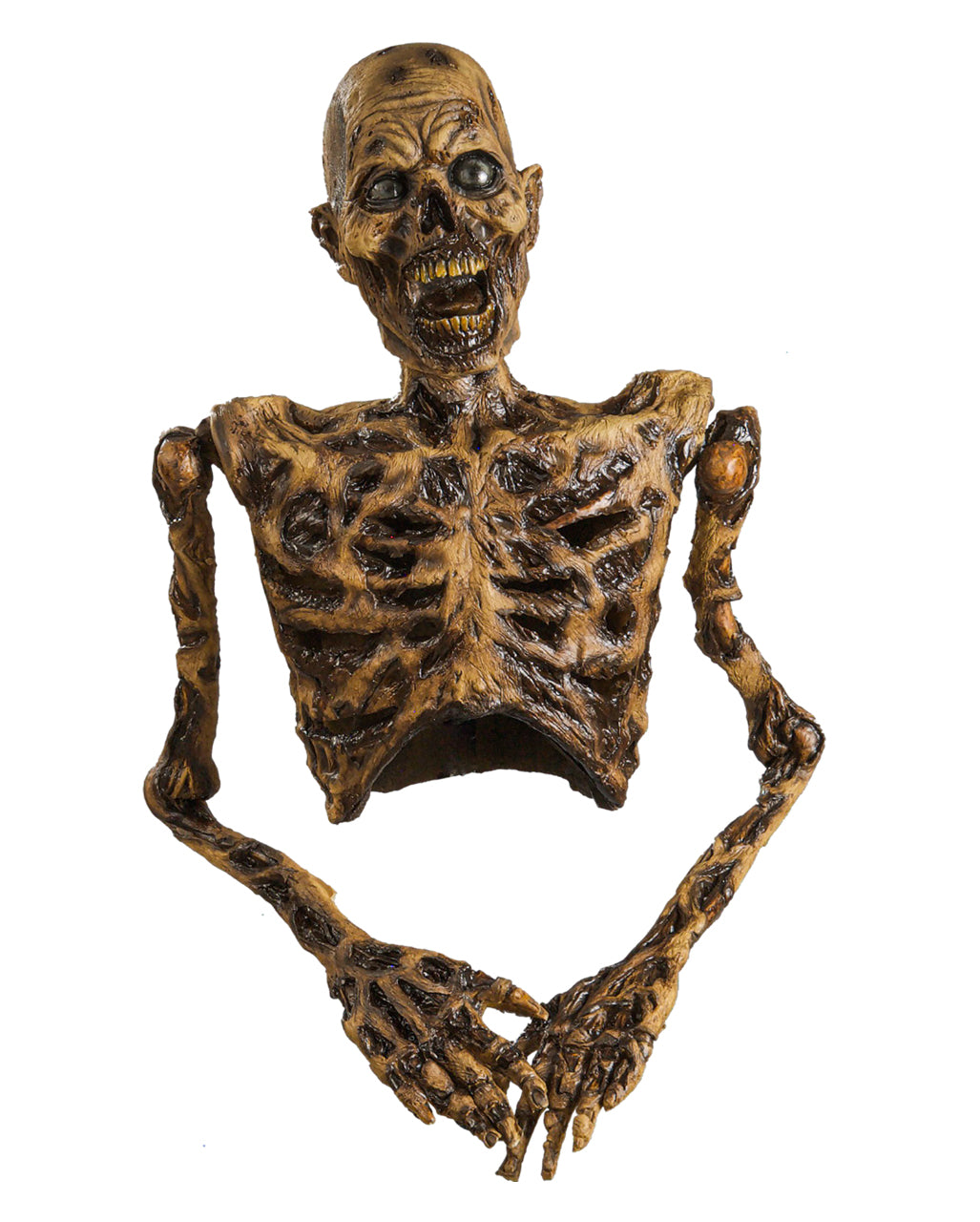 Verwester Skelett Oberkörper mit beweglichen Armen 82cm