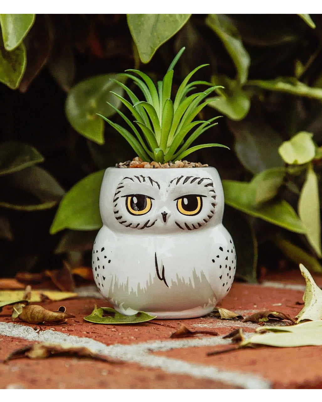 Harry Potter Hedwig Topf mit Sukkulente
