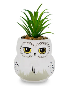 Harry Potter Hedwig Topf mit Sukkulente