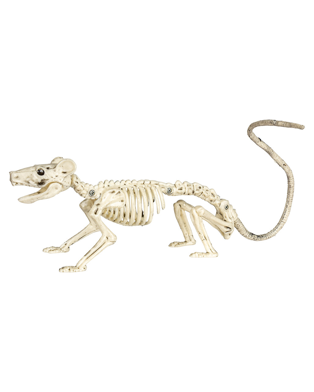 Ratten Skelett 20cm