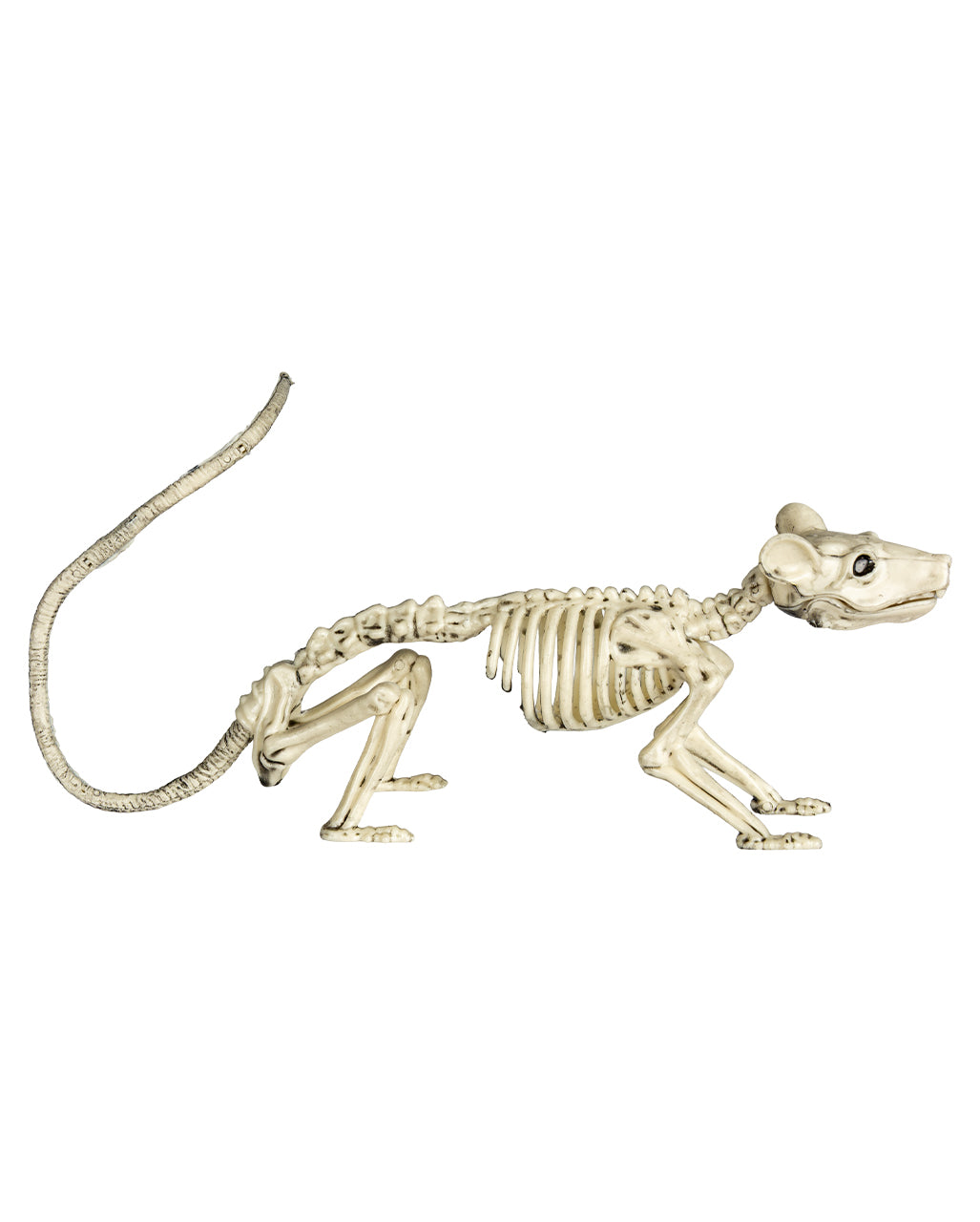 Ratten Skelett 20cm