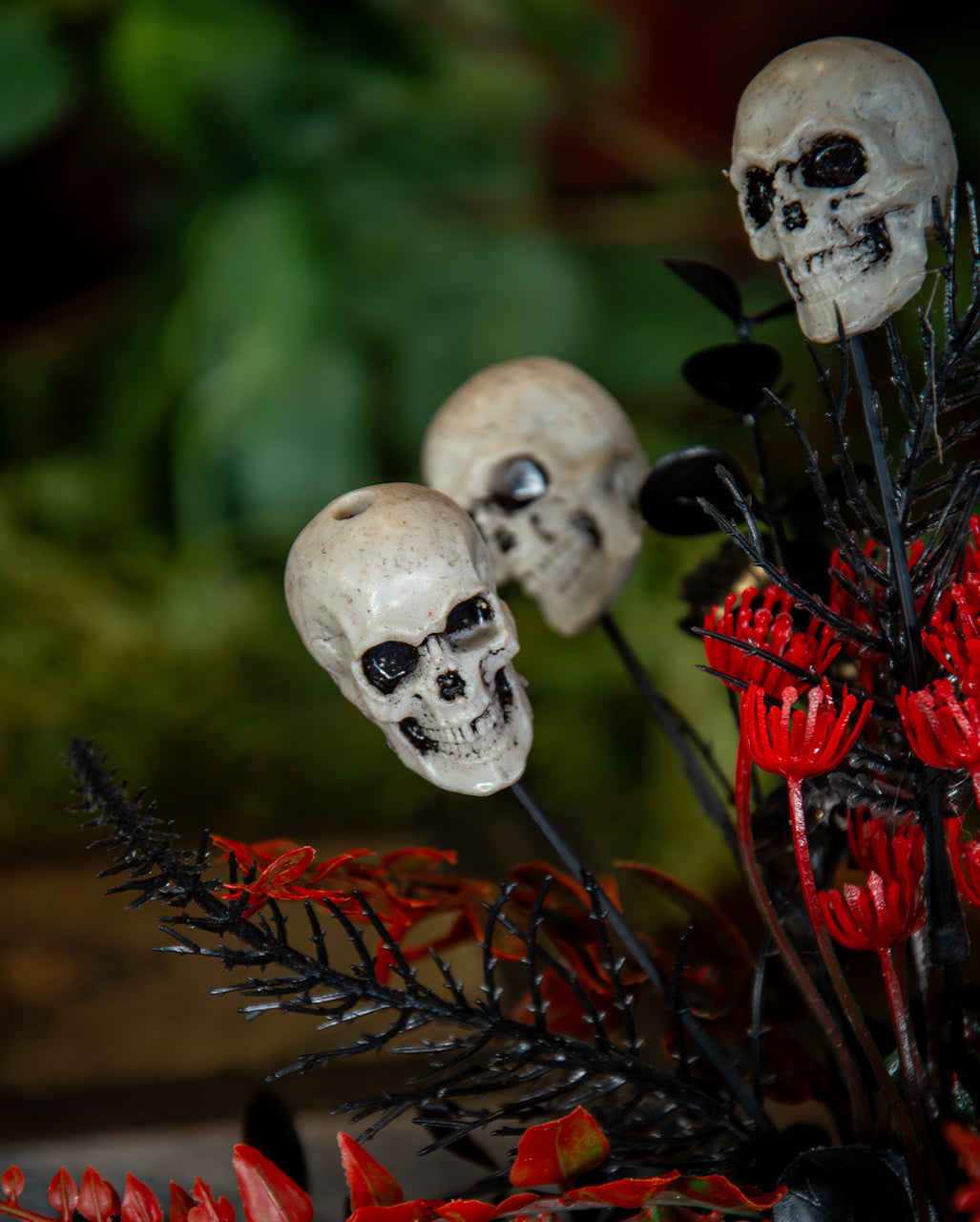 Midnight Gardens Totenkopf Topfpflanze 23cm