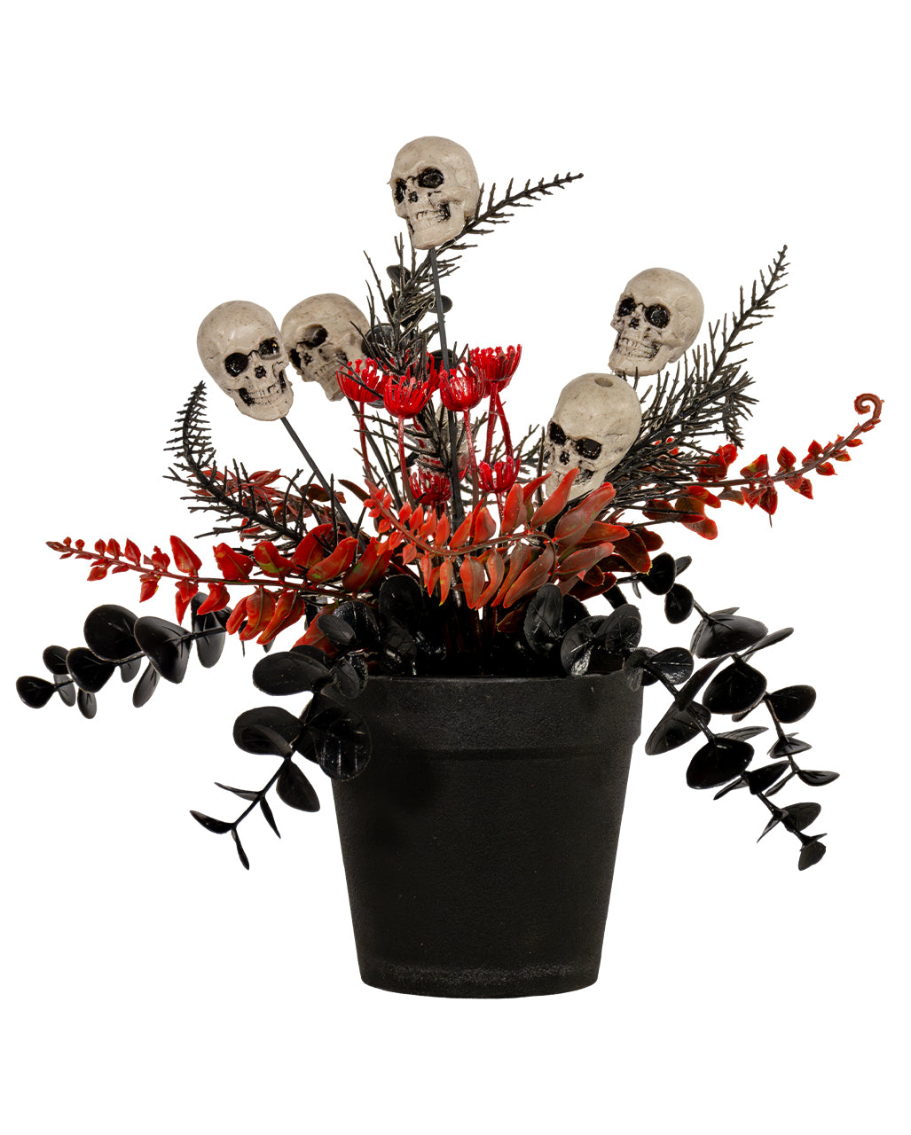 Midnight Gardens Totenkopf Topfpflanze 23cm
