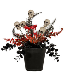 Midnight Gardens Totenkopf Topfpflanze 23cm