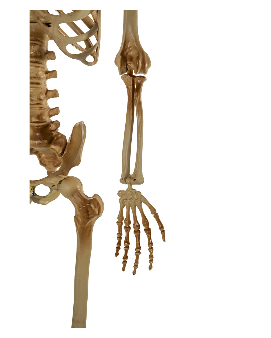 Flexibel Platzierbares Skelett mit leuchtenden Augen 165cm
