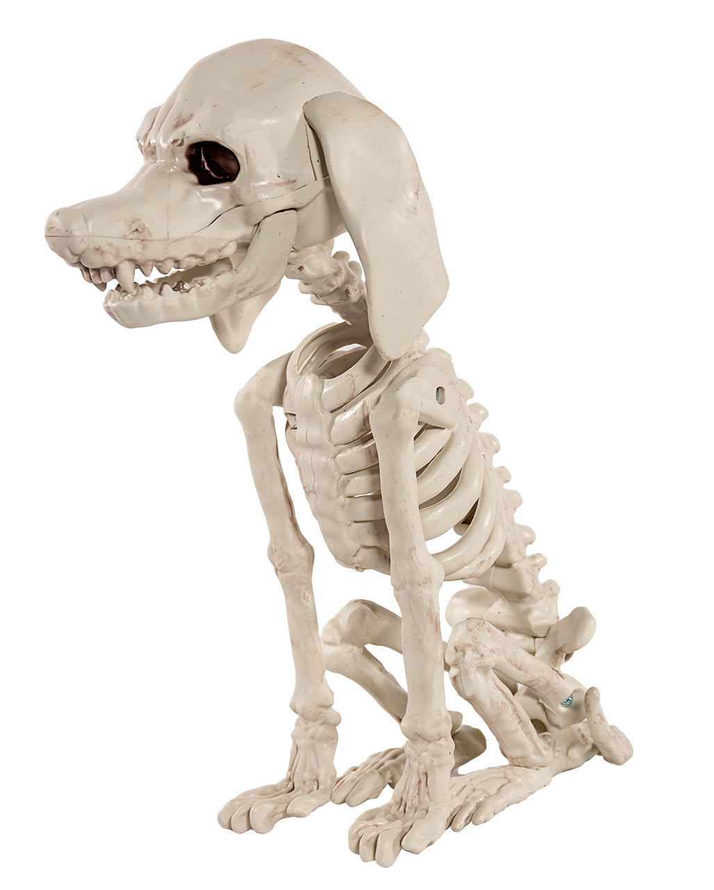 Pudel Hundeskelett als Skelett Deko 25cm