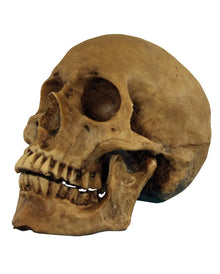 Realistischer Totenschädel Polyresin
