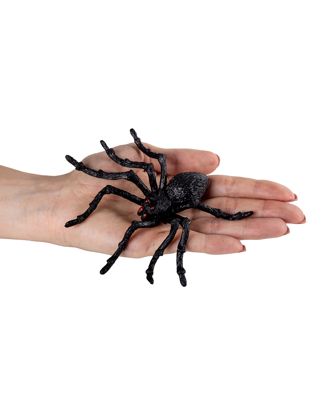 Schwarze Riesen Tarantel 2 St. 14cm