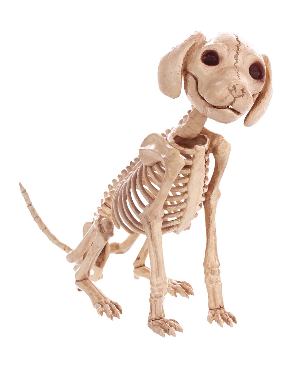 Sitzendes Hundeskelett 30 cm