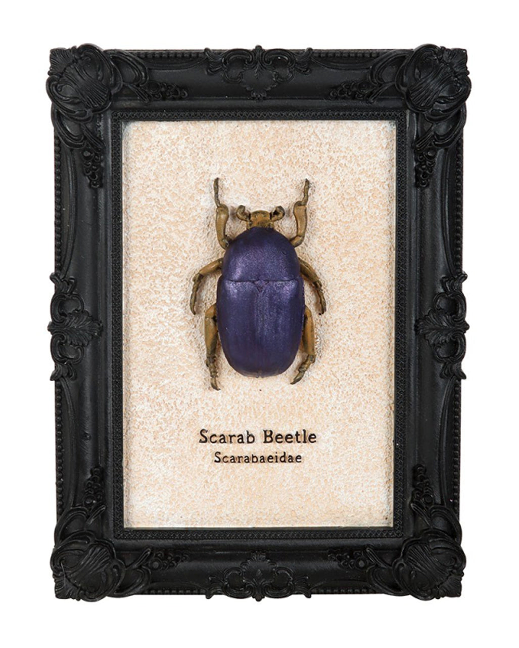 Scarab Beetle In Black Gothic Frame 20cm