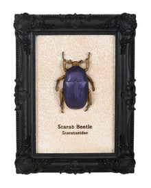 Skarabäus-Käfer im Schwarzen Gothic Bilderrahmen 20cm