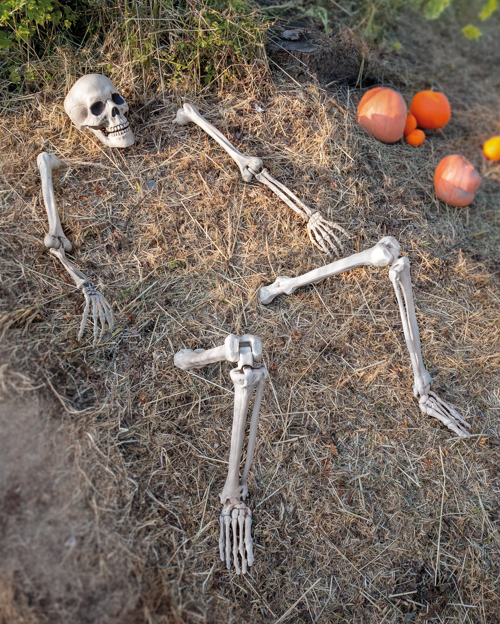 Halloween Skelett für den Garten