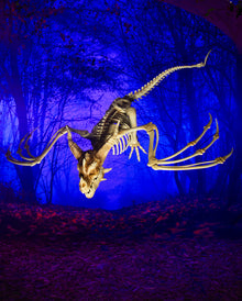 Skelett Drache mit positionierbaren Flügeln 90cm