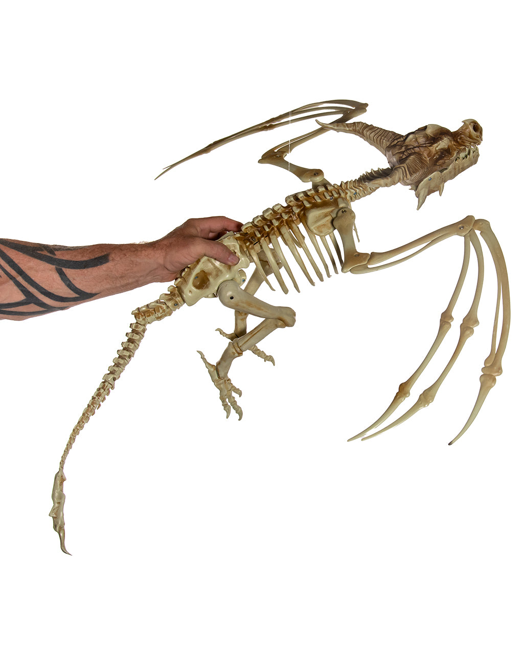 Skelett Drache mit positionierbaren Flügeln 90cm
