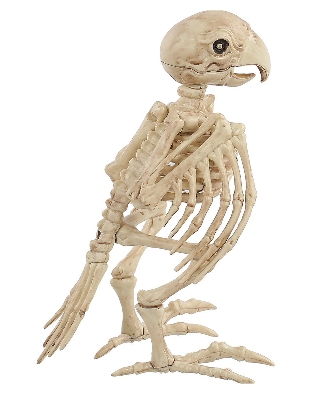 Papagei Skelett 19cm