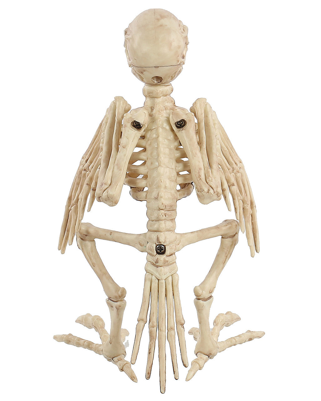 Papagei Skelett 19cm