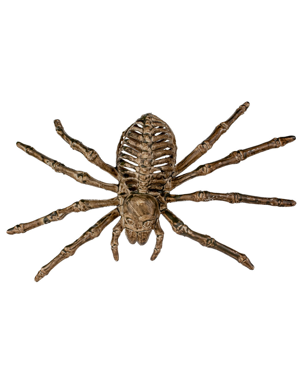 Spinnen Skelett 24cm