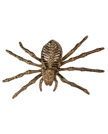 Spinnen Skelett 24cm