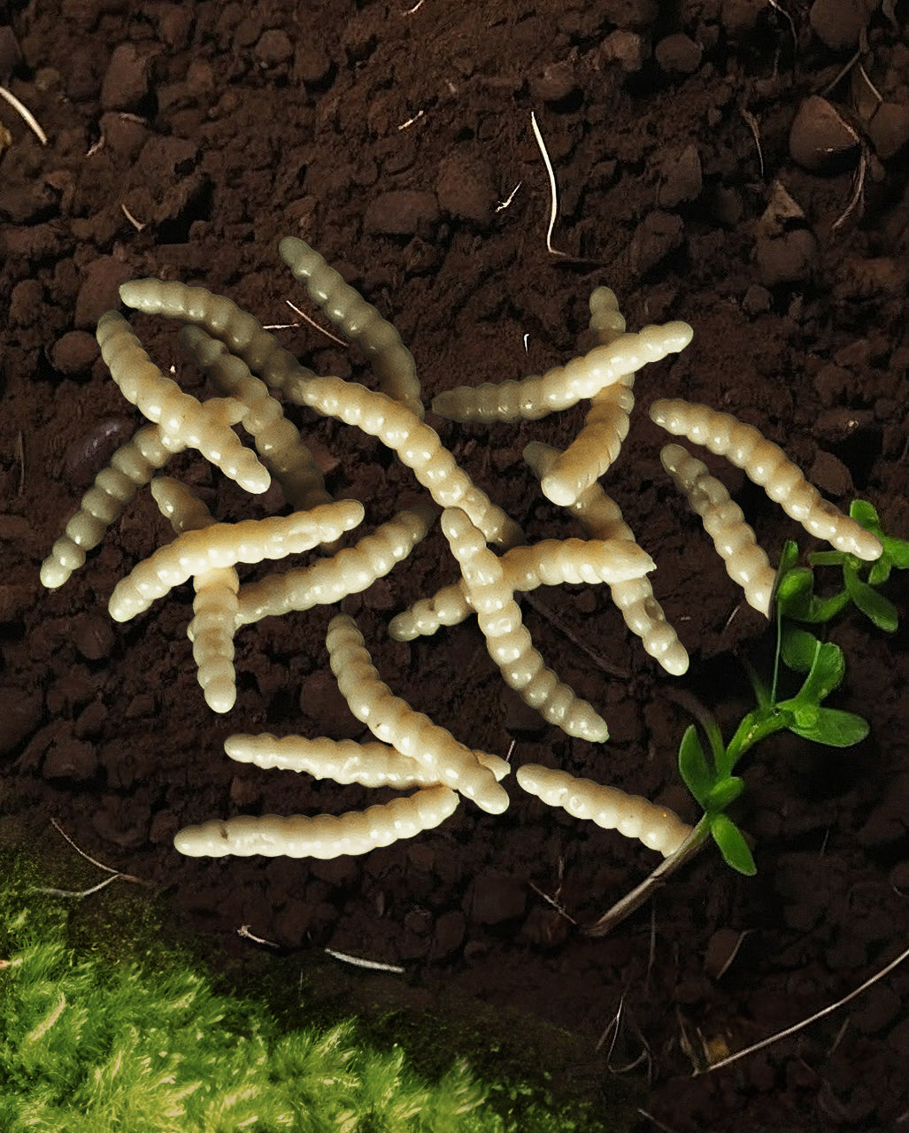 Slimy Maggots 20 Pieces