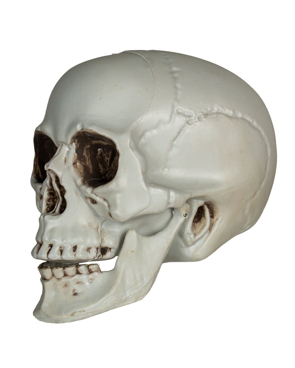 Skull With Movable Lower Jaw