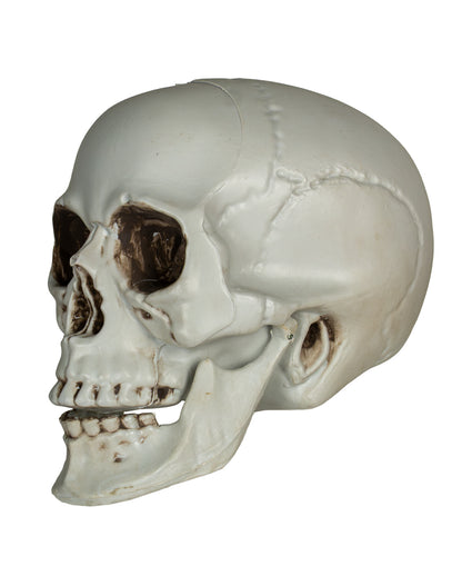 Skull With Movable Lower Jaw