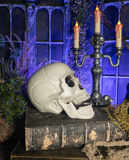 Skull With Movable Lower Jaw