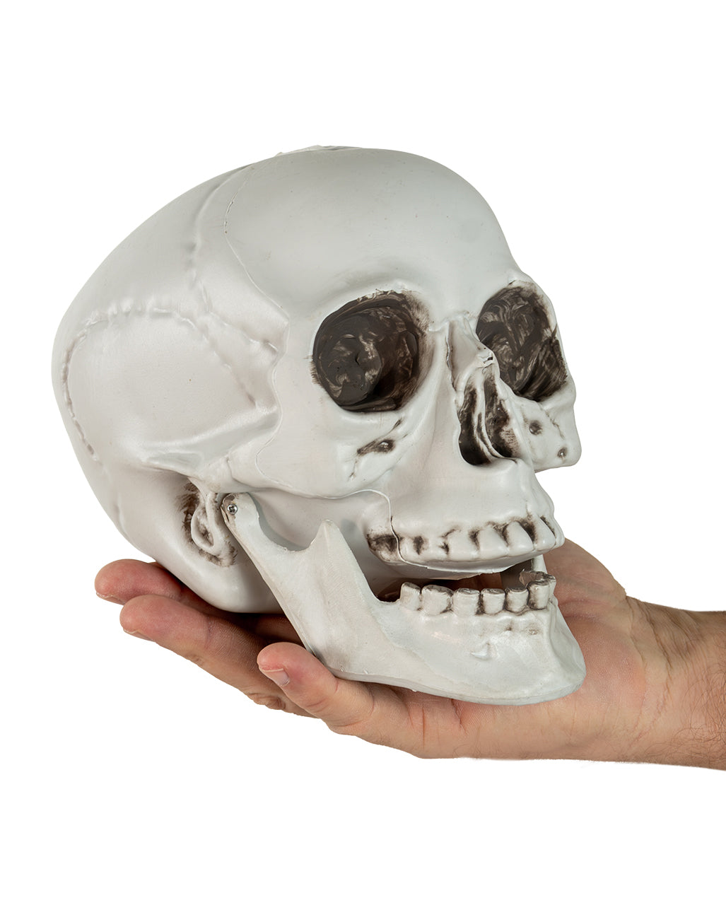 Skull With Movable Lower Jaw