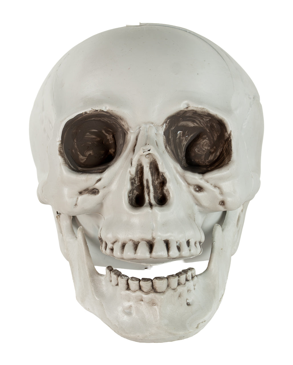 Skull With Movable Lower Jaw