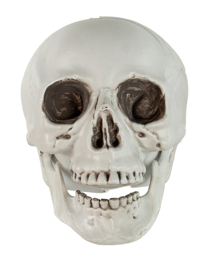 Skull With Movable Lower Jaw