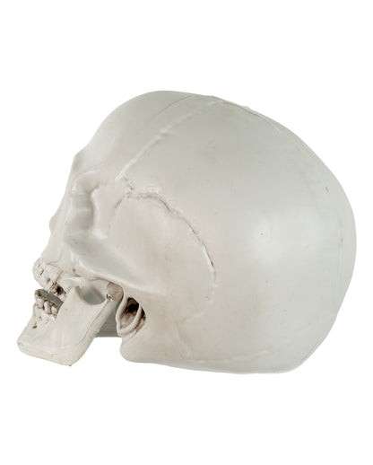 Skull With Movable Lower Jaw