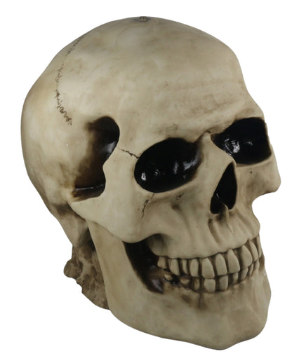 Totenschädel Tisch mit Glasplatte 56,5cm